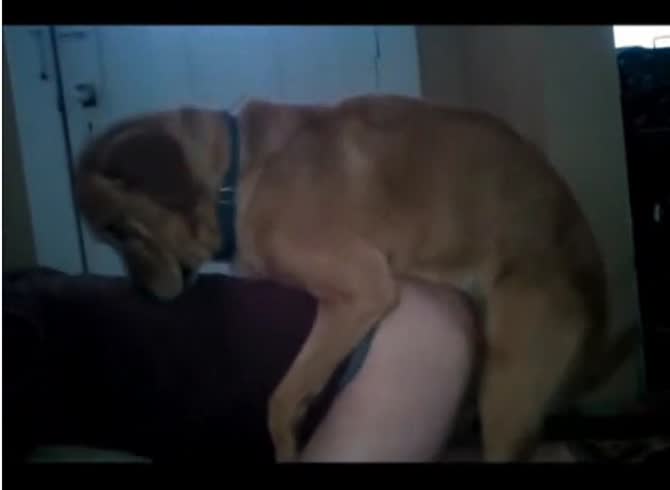 Video :Brown dog sniff and fucked the ass of lady